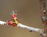 Ulmus pumila