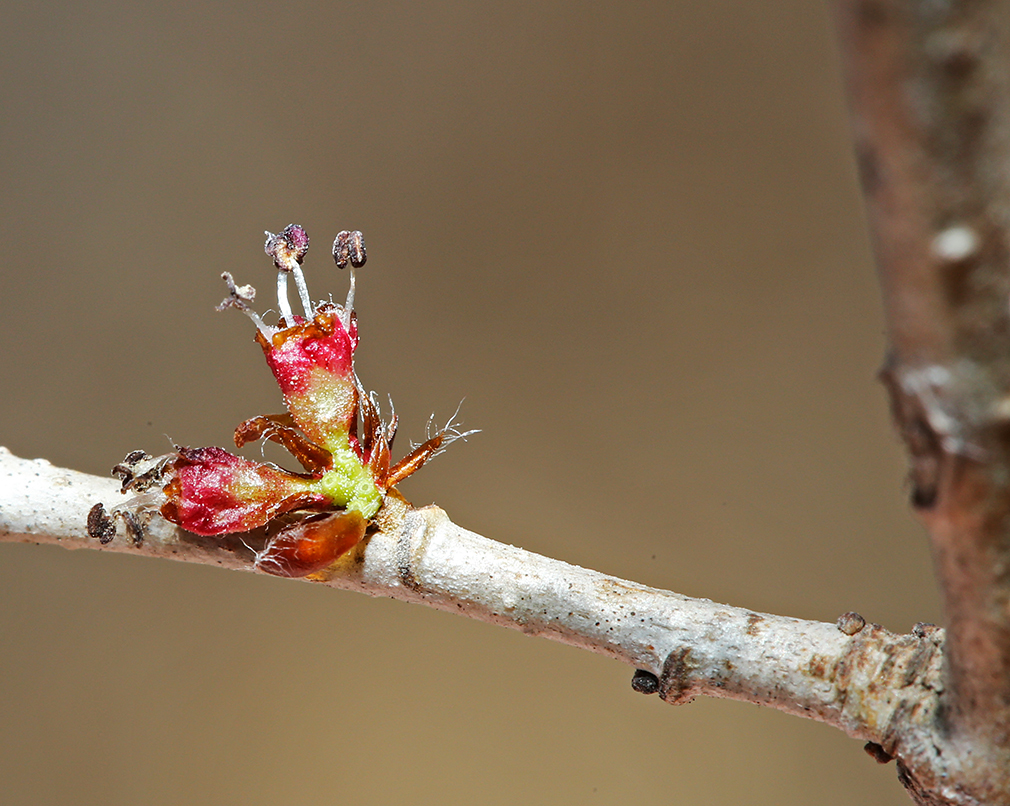 Изображение особи Ulmus pumila.