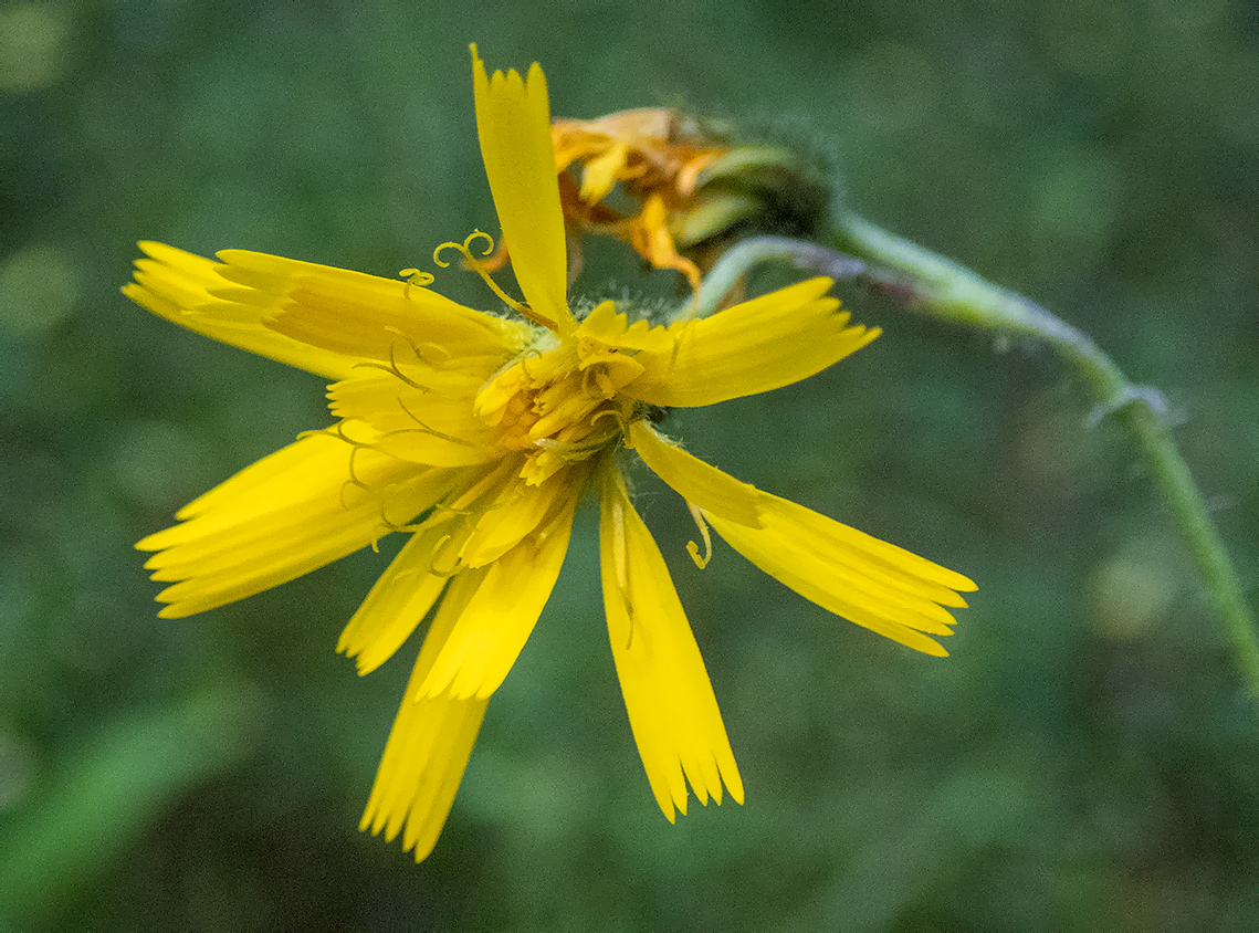 Изображение особи род Hieracium.