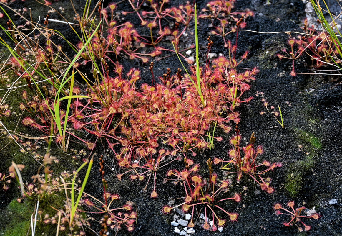 Изображение особи Drosera rotundifolia.