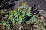 Rhodiola rosea. Плодоносящие растения. Красноярский край, Таймырский Долгано-Ненецкий р-н, плато Путорана, водопад Китабо-Орон, каменистый берег реки. 26.07.2023.