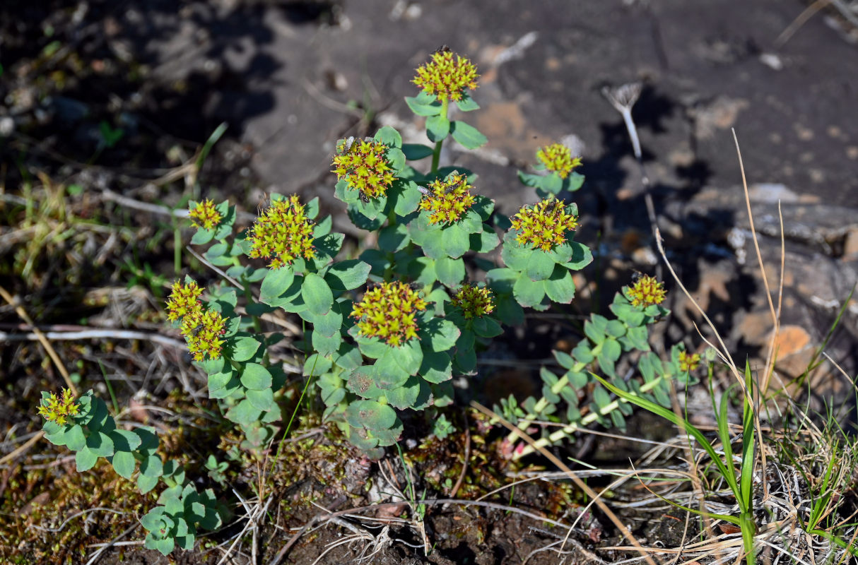 Изображение особи Rhodiola rosea.