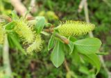 Salix excelsa