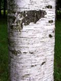 Betula pubescens