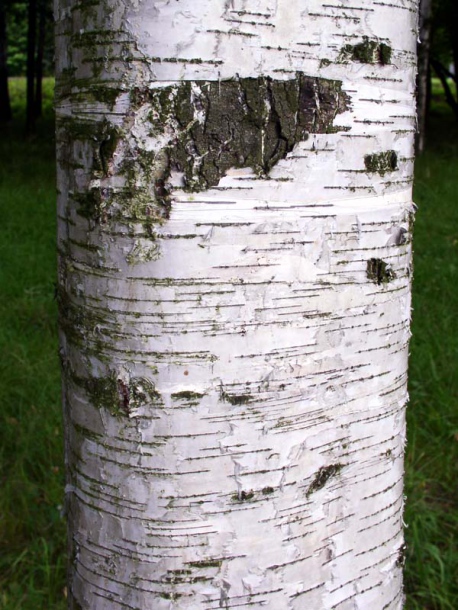 Image of Betula pubescens specimen.