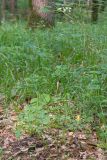 Physospermum cornubiense
