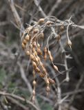 Pseudosophora alopecuroides