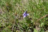 genus Campanula