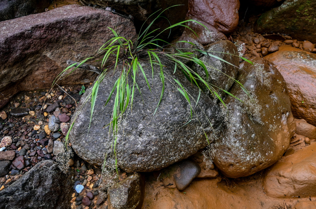 Image of familia Poaceae specimen.