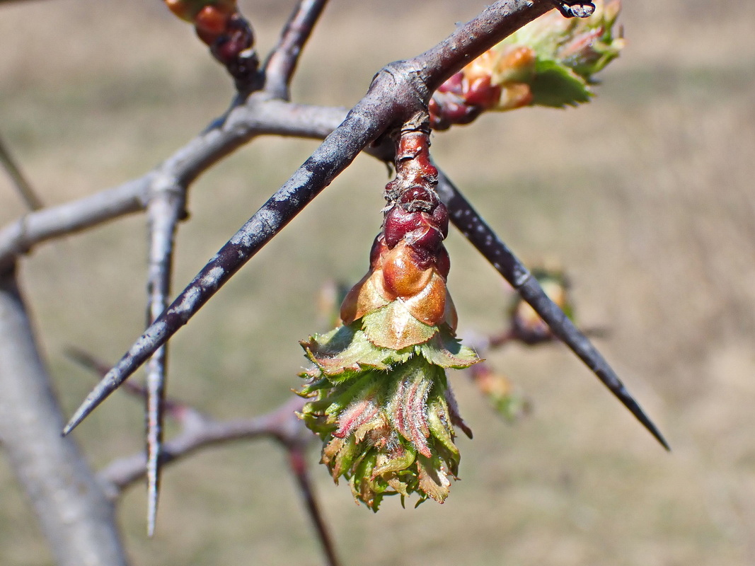 Image of Crataegus maximowiczii specimen.