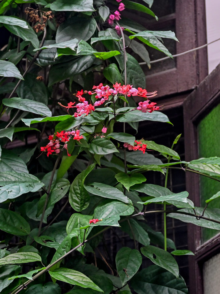 Image of Clerodendrum × speciosum specimen.