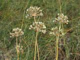 Allium flavescens