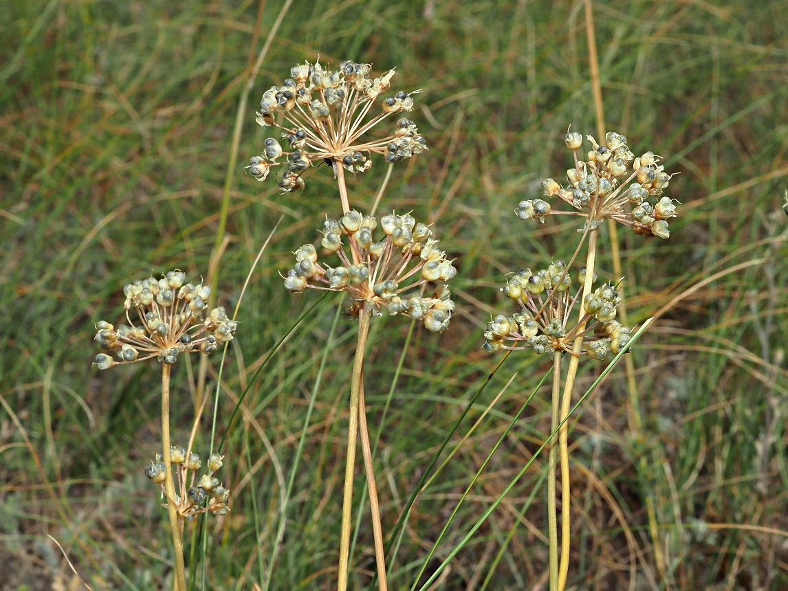 Image of Allium flavescens specimen.