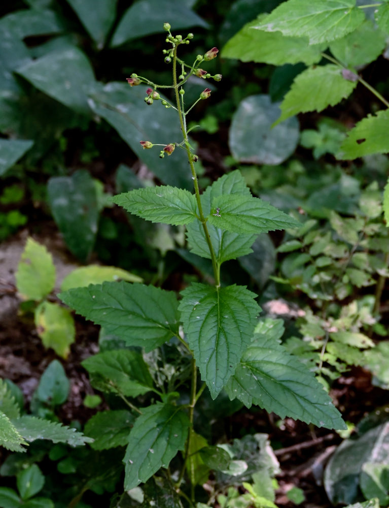 Image of Scrophularia nodosa specimen.