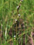 Triglochin palustris