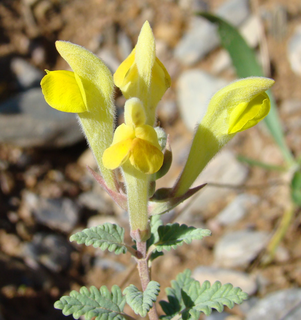 Image of Scutellaria comosa specimen.