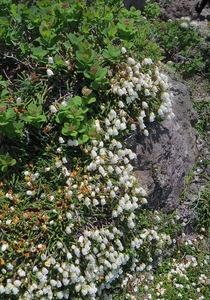 Изображение особи Cassiope lycopodioides.