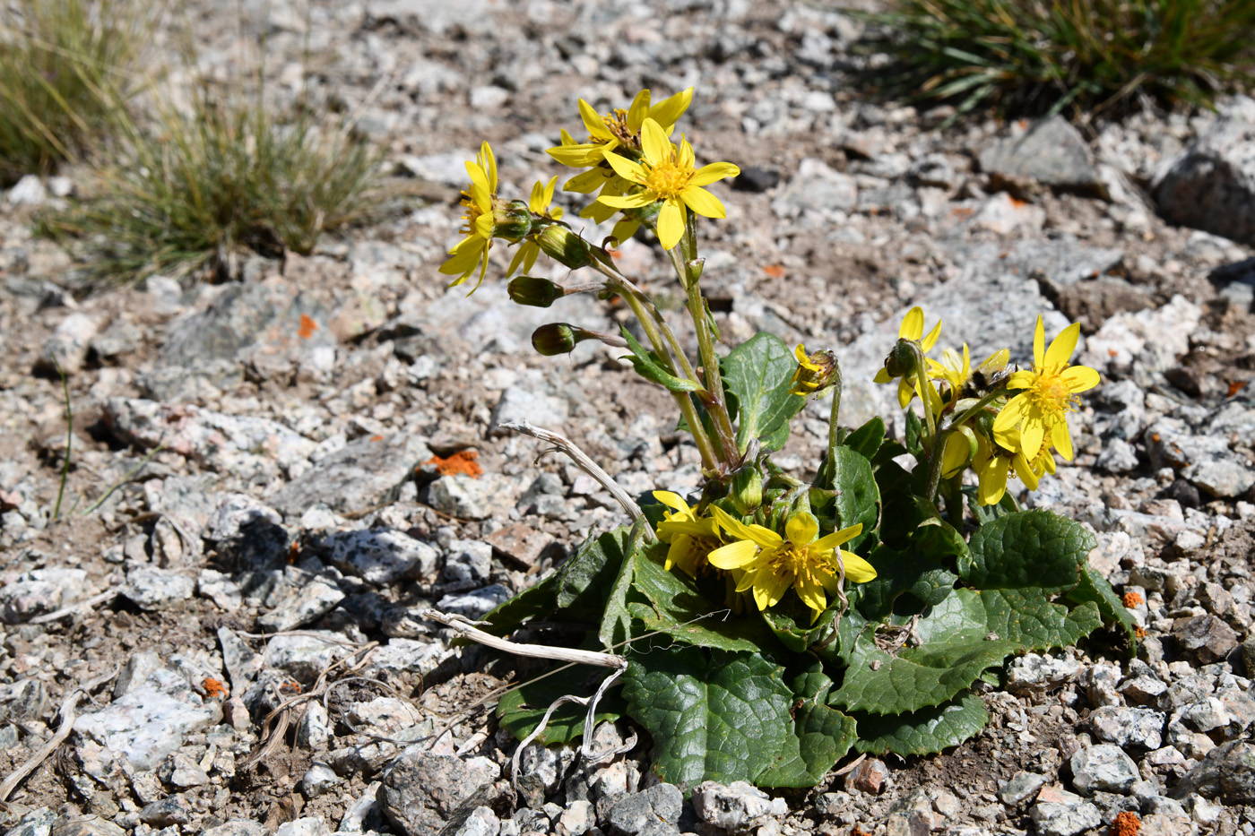 Image of Ligularia narynensis specimen.