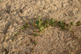 Fallopia dumetorum