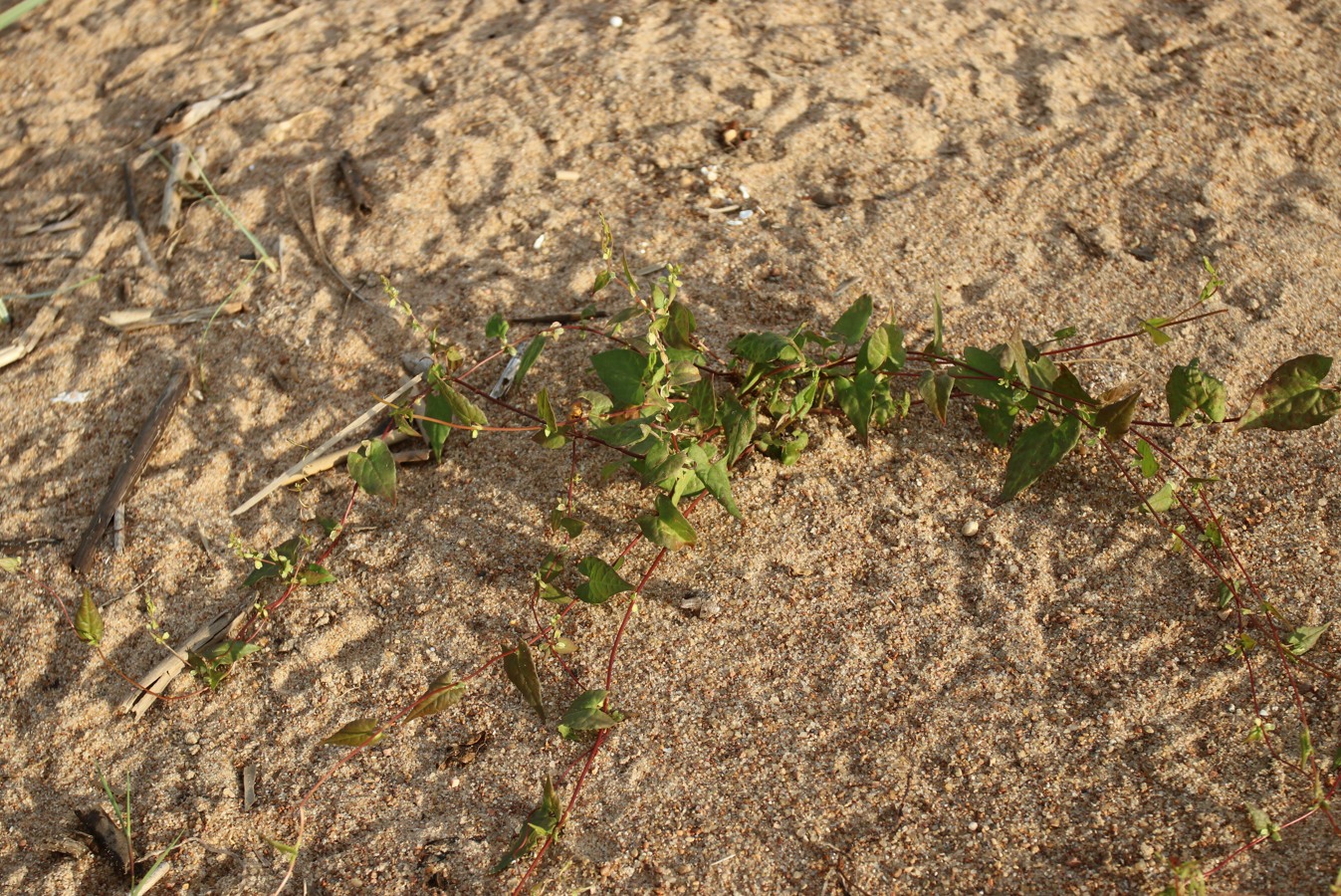 Image of Fallopia dumetorum specimen.