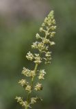 Reseda lutea