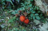 Rubus taiwanicola. Плодоносящее растение. Тайвань. 28.10.2007.