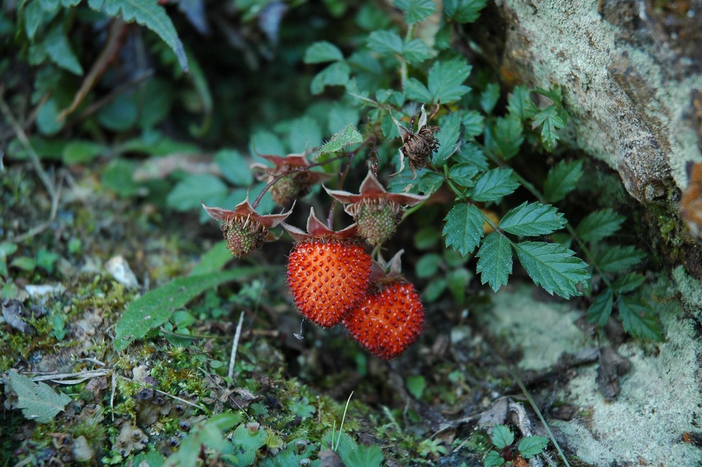 Изображение особи Rubus taiwanicola.