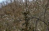 род Prunus