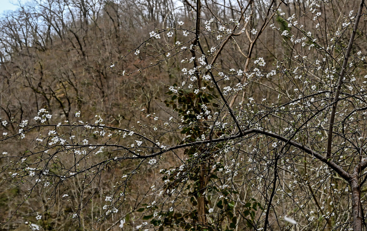 Image of Prunus cerasifera specimen.