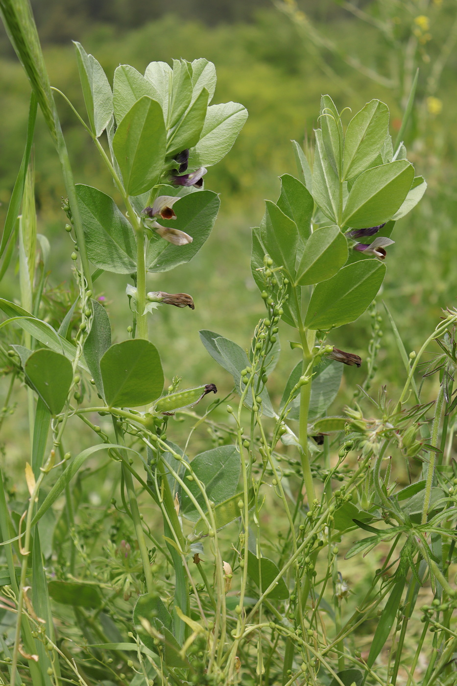 Изображение особи Vicia narbonensis.