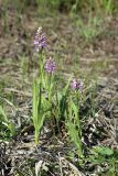 Dactylorhiza baltica
