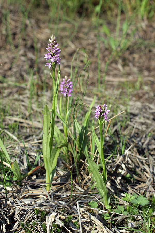 Image of Dactylorhiza baltica specimen.