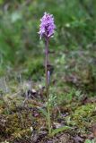 Dactylorhiza psychrophila