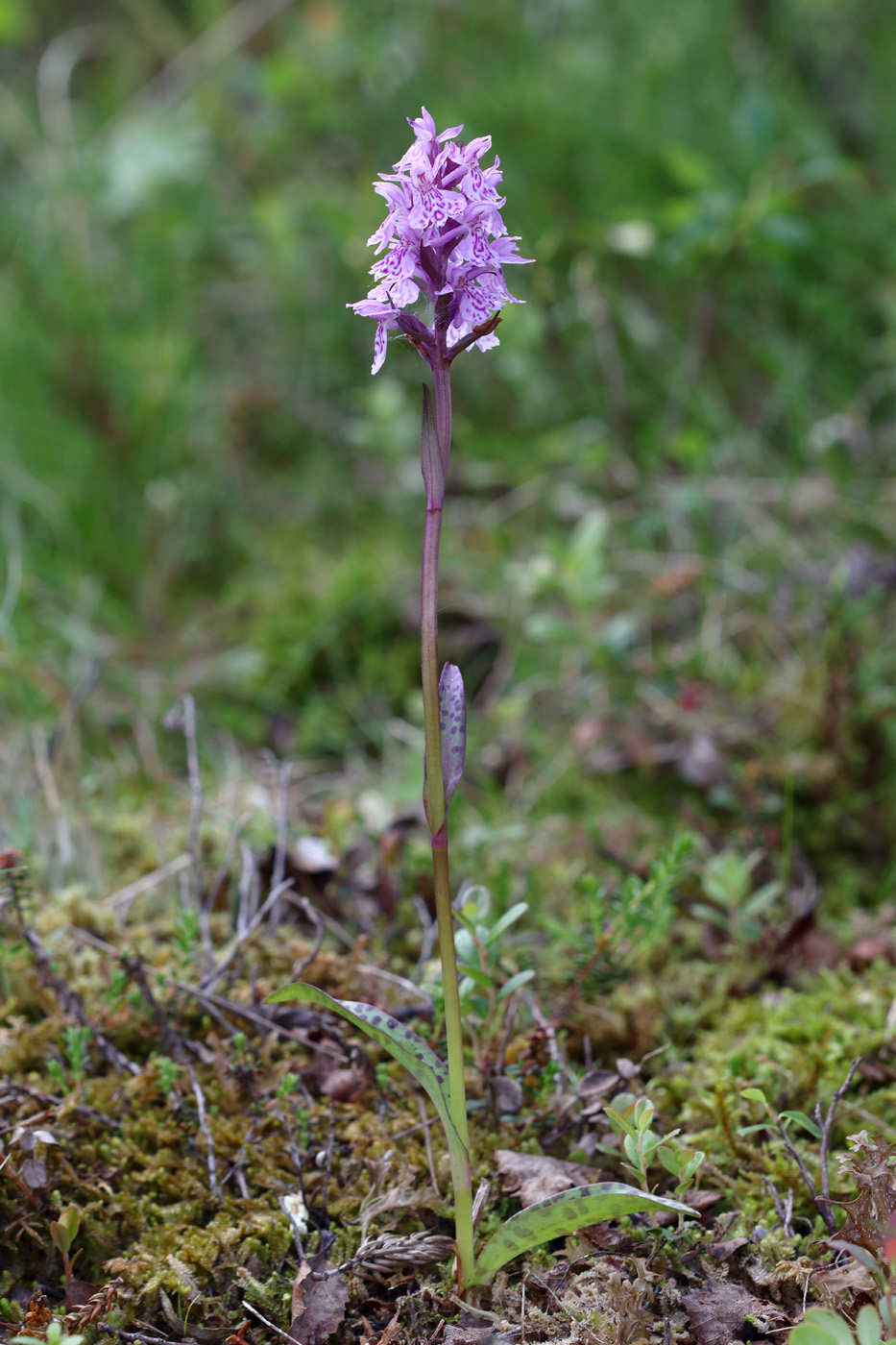 Изображение особи Dactylorhiza psychrophila.