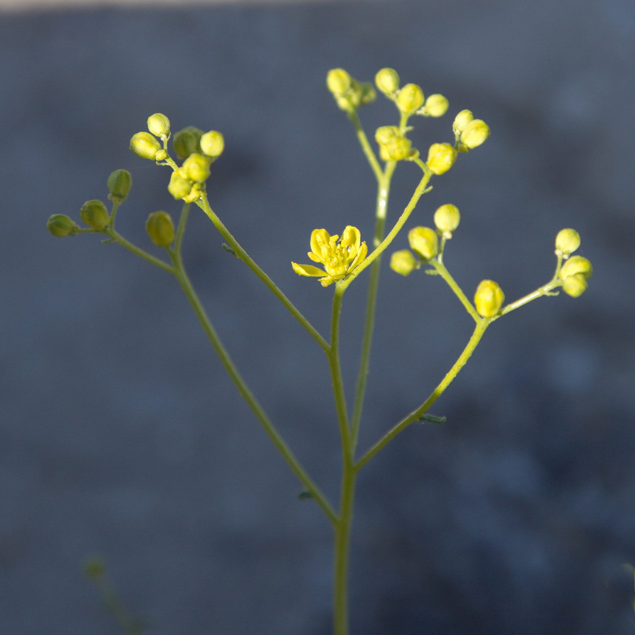 Image of Haplophyllum obtusifolium specimen.