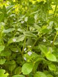 Veronica beccabunga