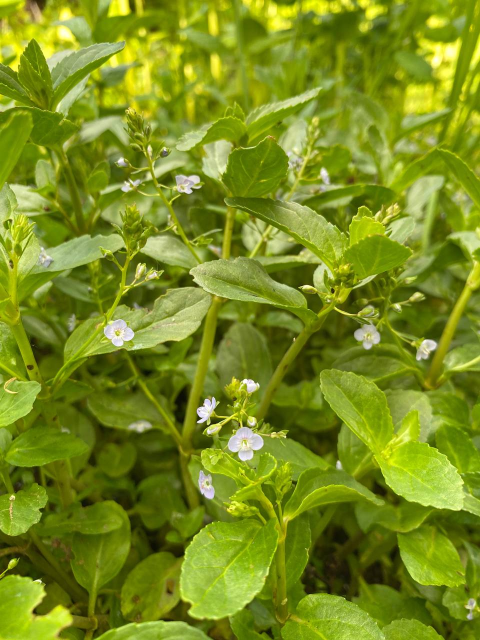 Image of Veronica beccabunga specimen.