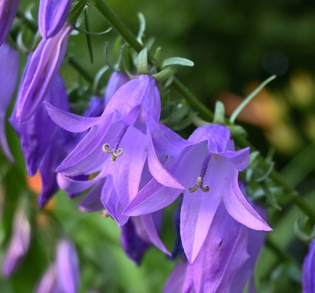 Изображение особи Campanula rapunculoides.