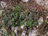 Geranium purpureum. Цветущие растения в сообществе с Galium. Крым, г. Судак, ур. Алчак-Кая, скалистый ЮВ склон. 10.04.2025.