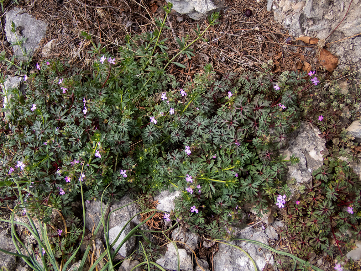Image of Geranium purpureum specimen.