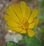 Calendula arvensis. Соцветие. Южный берег Крыма, Артек, глинистый приморский склон. 23.04.2007.