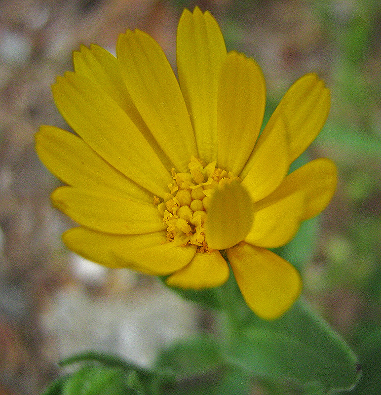 Image of Calendula arvensis specimen.