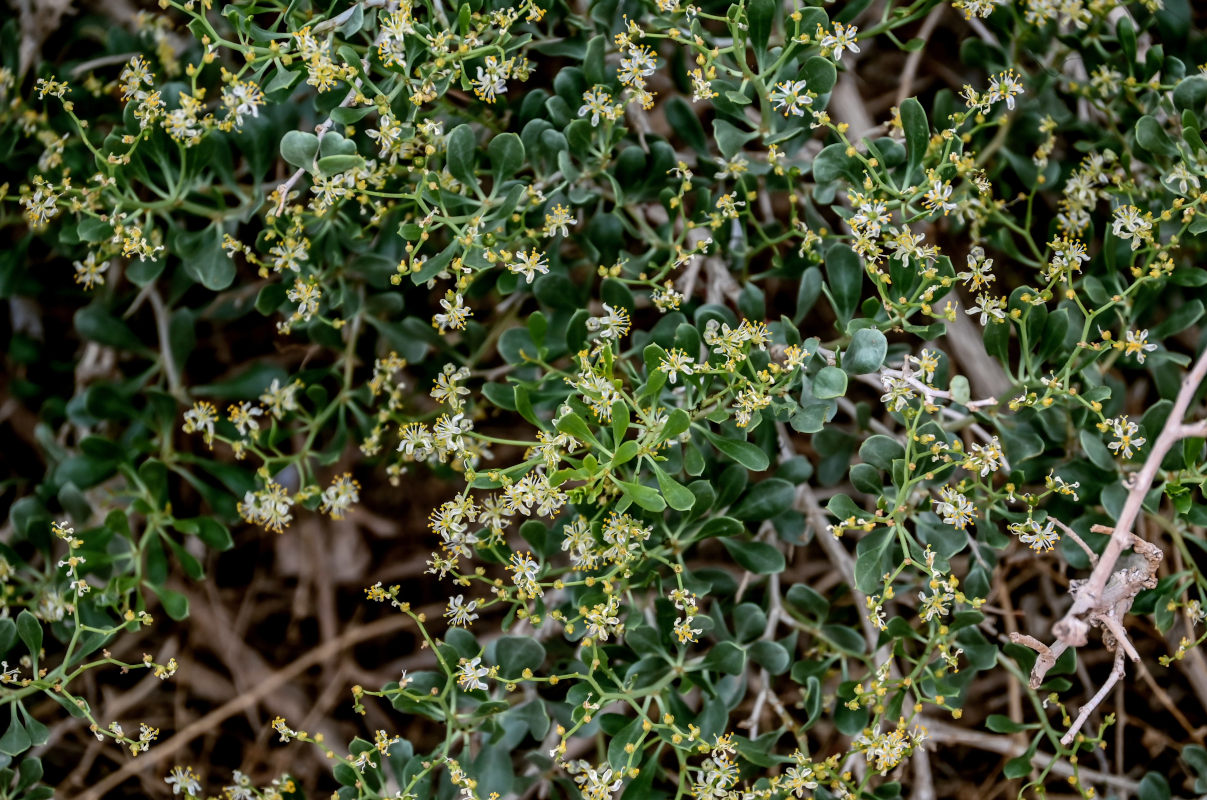 Image of Nitraria sibirica specimen.