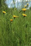 Leontodon hispidus. Соцветия среди побегов Anthoxanthum odoratum и Festuca. Беларусь, Витебская обл., пос. Езерище, суходольный разнотравно-злаковый луг. 07.06.2025.