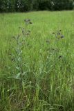 Anchusa officinalis. Цветущие растения. Беларусь, Витебская обл., окр. пос. Езерище, суходольный луг по залежи. 11.06.2025.
