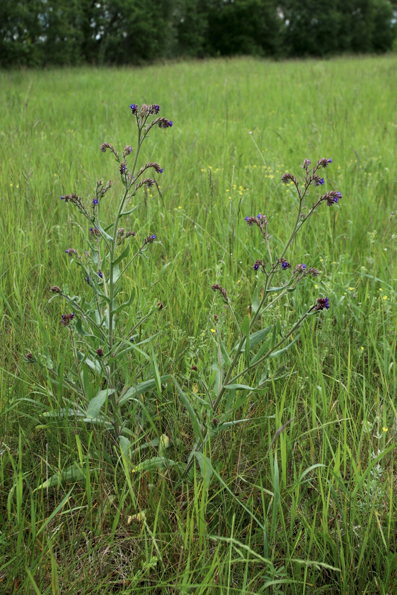 Изображение особи Anchusa officinalis.