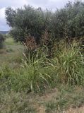 Sorghum halepense