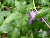 Clematis viticella. Листья в каплях дождя. Московская обл., ГО Подольск, мкр-н Климовск, придомовое озеленение. 17.07.2025.