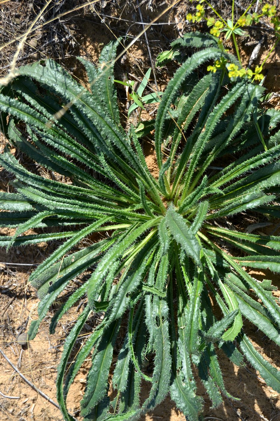 Изображение особи Onosma setosa.