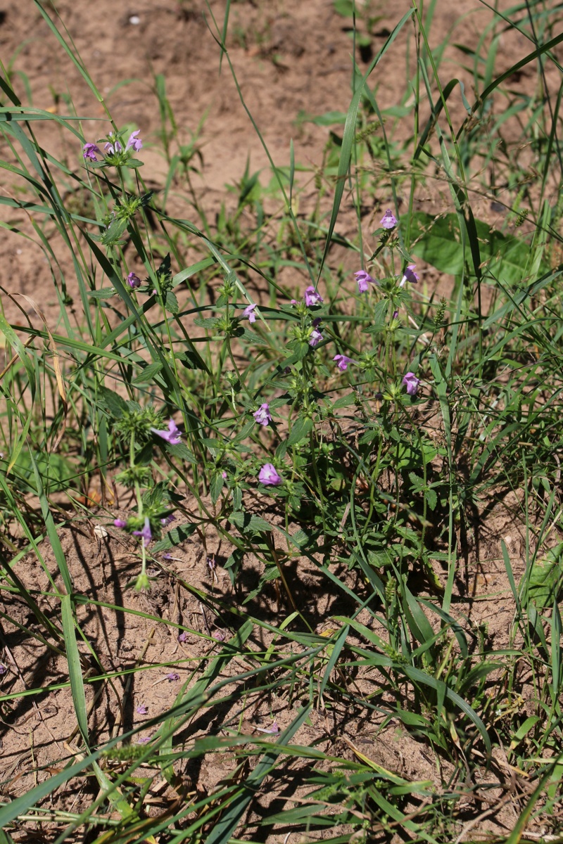 Изображение особи Galeopsis ladanum.